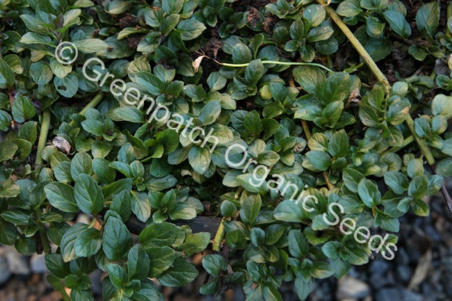 Mint - Peppermint Plant