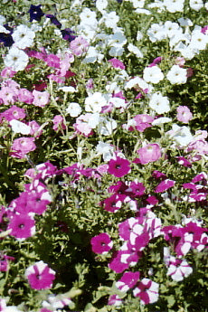 Petunia - Mixed Colours