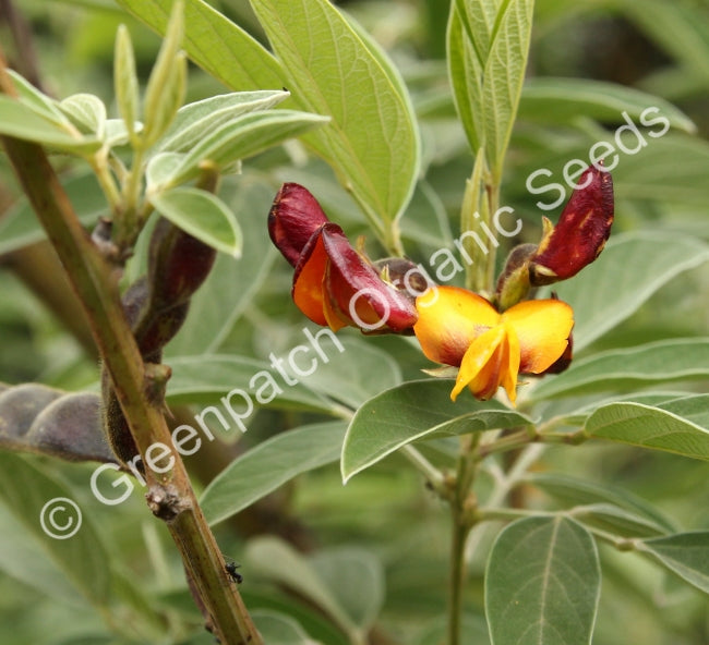 Pigeon Pea Plant