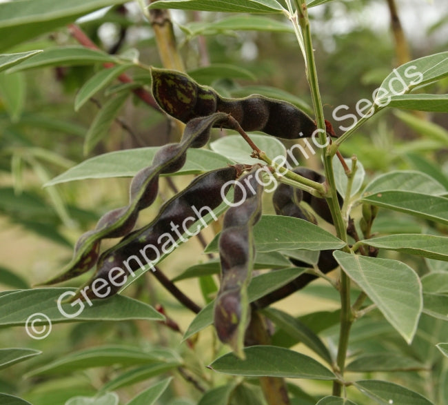 Pigeon Pea Plant