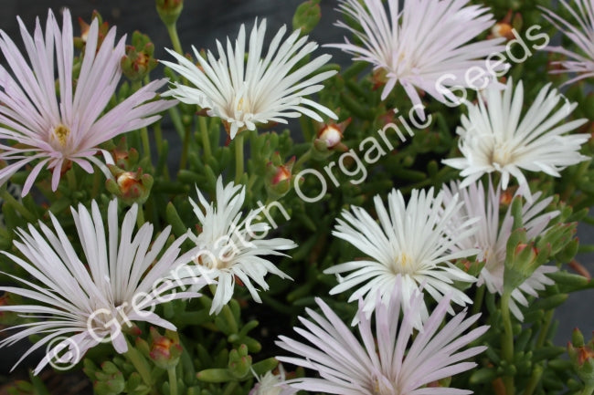 Pigface - Large White