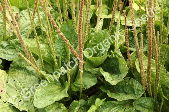 Plantain - Broadleaf