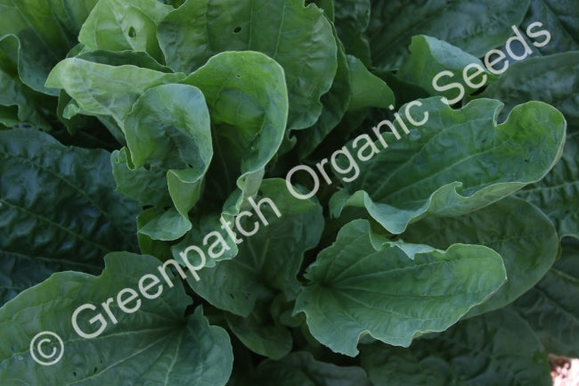 Plantain - Broadleaf