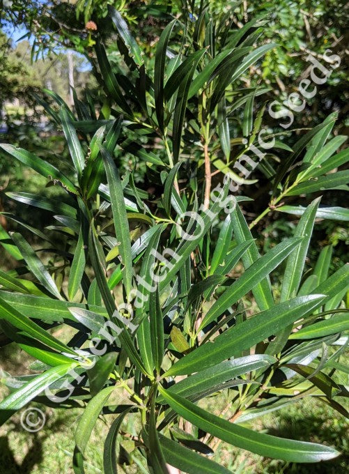 Plum Pine Plant - Native