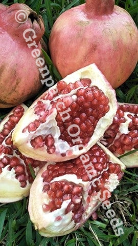 Pomegranate - Shepherds Special