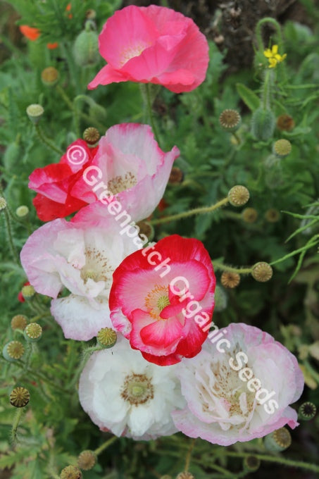 Poppy - Shirley Double Mixed