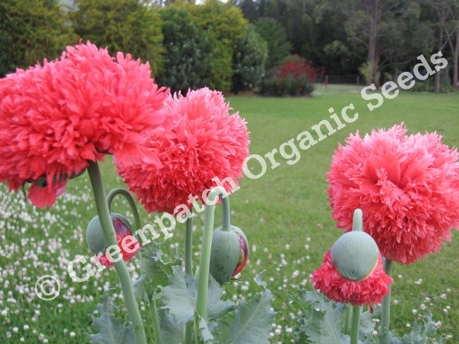 Poppy - Peony Double