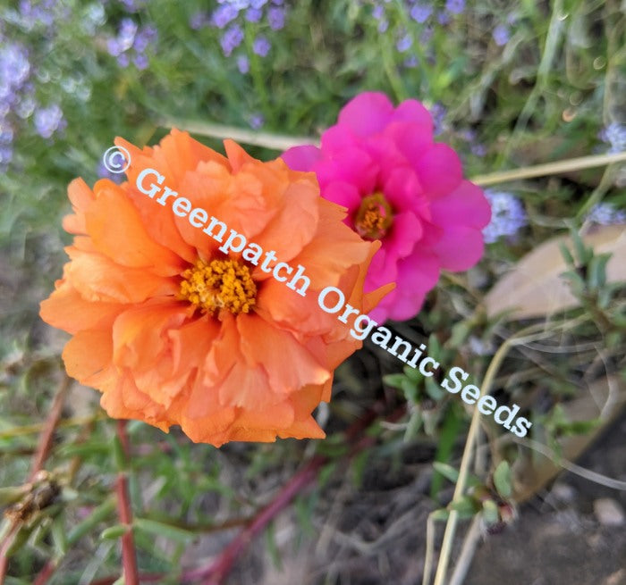Portulaca - Mixed Colours