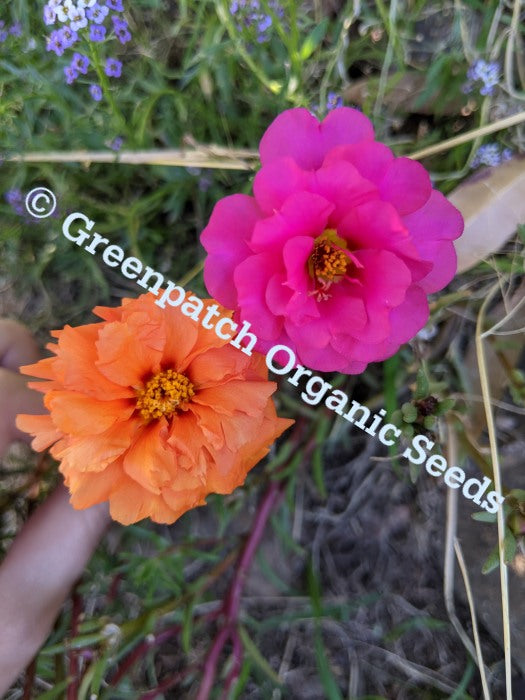 Portulaca - Mixed Colours