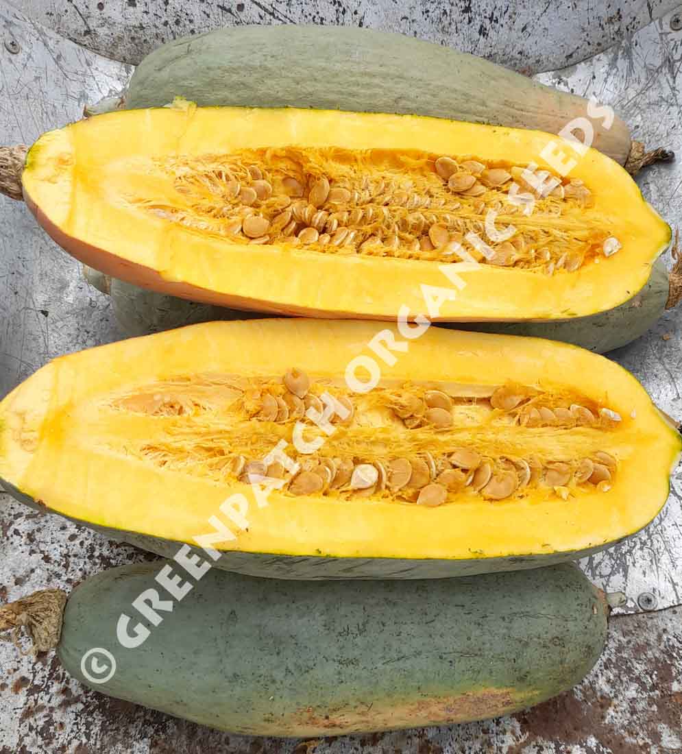 Pumpkin - Blue Banana