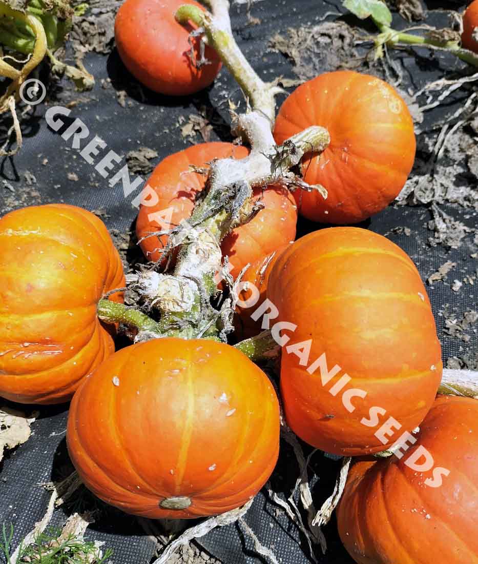 Pumpkin - Golden Nugget