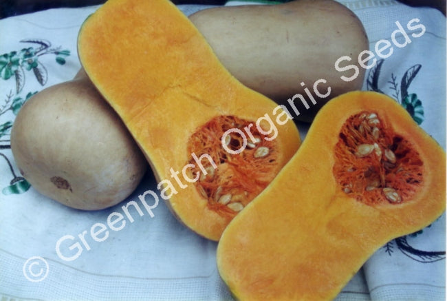 Pumpkin Seeds
