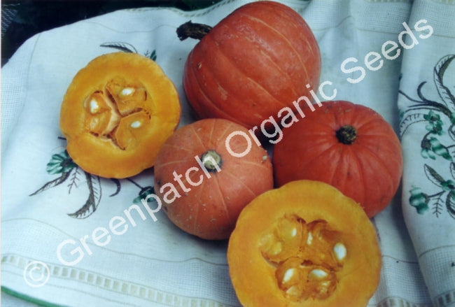 Pumpkin - Golden Nugget