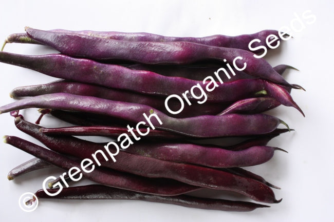 Bean Climbing - Purple King