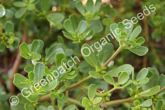 Purslane