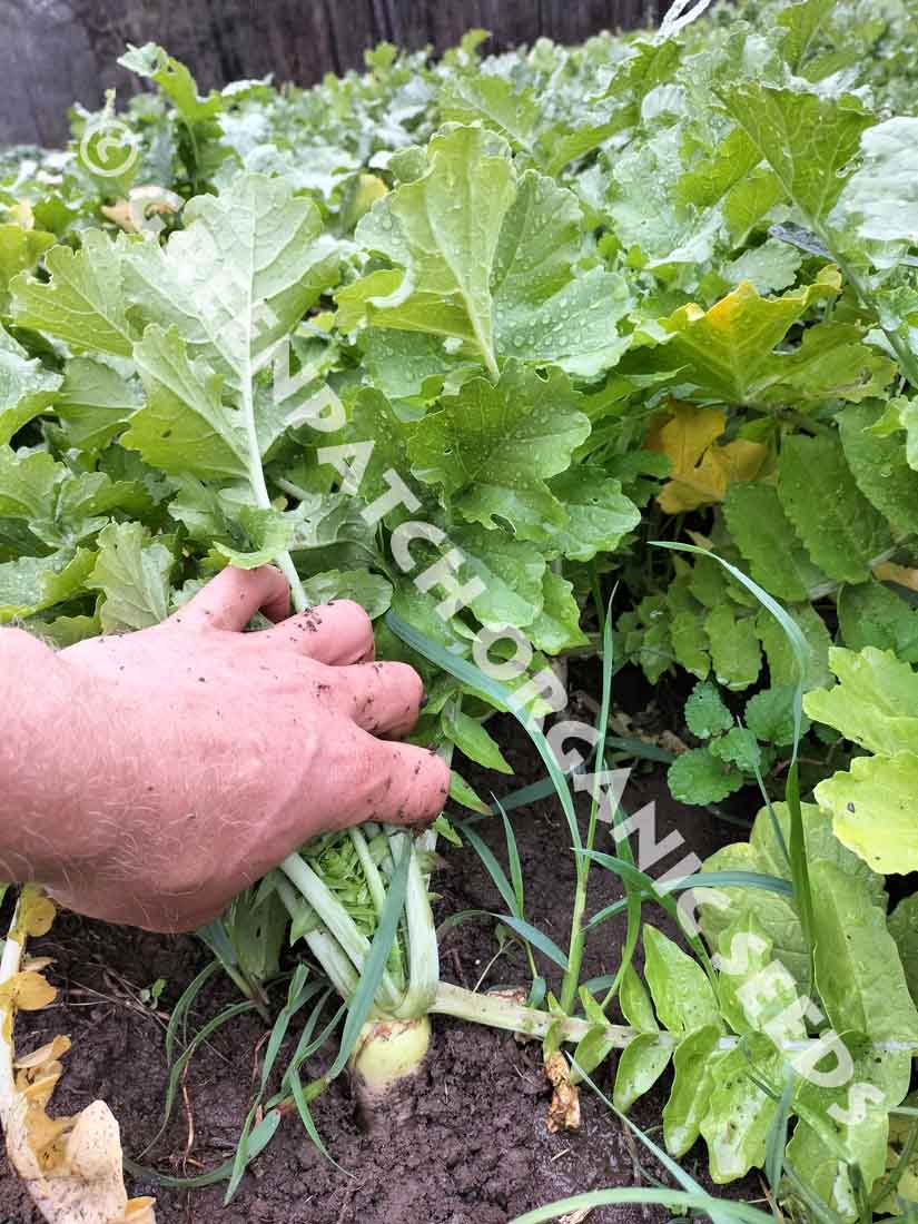 Radish Tillage Plant