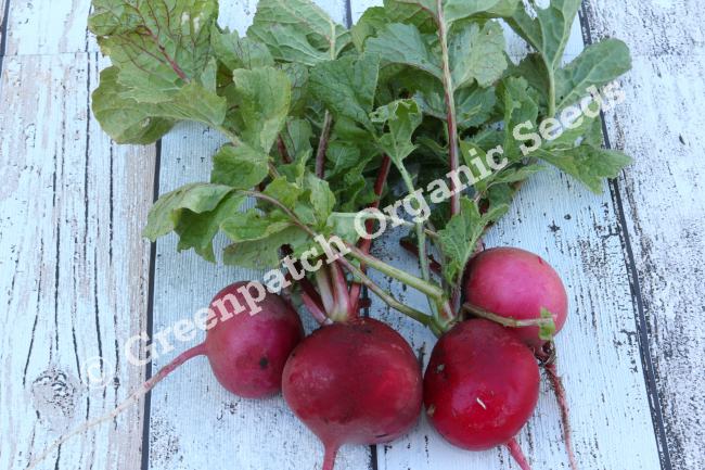 Vegetable Seeds R to T