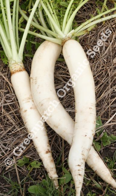 Radish - Daikon