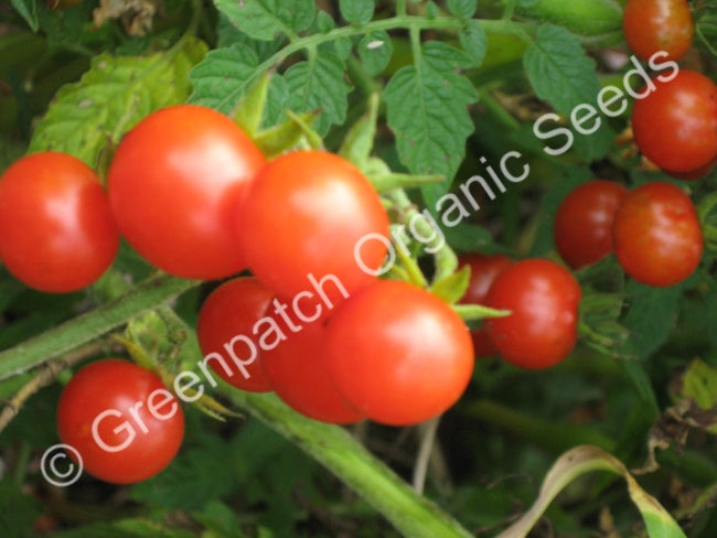 Tomato - Red Cherry Currant