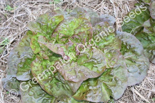 Lettuce - Red Mignonette