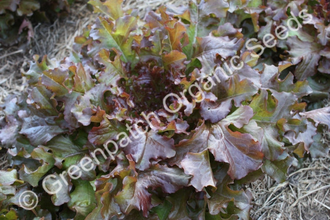 Lettuce - Red Oak Leaf