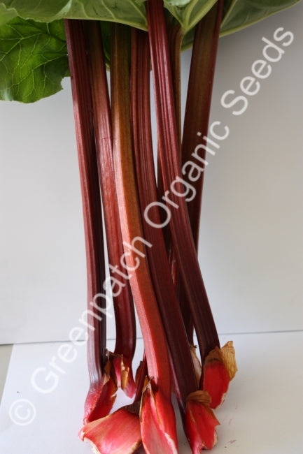 Rhubarb Plants