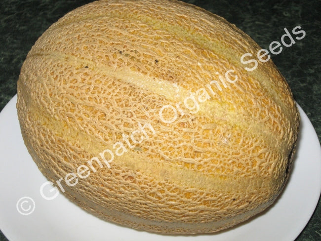 Rockmelon - Planters Jumbo