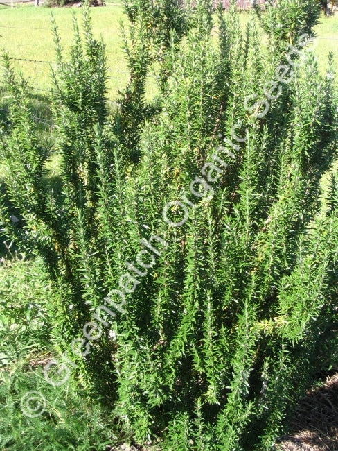 Rosemary - Tuscan Blue Plant