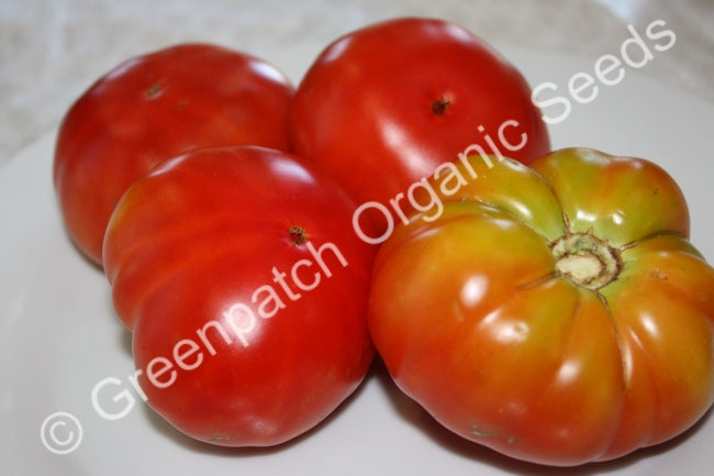 Tomato - Rouge de Marmande Plants