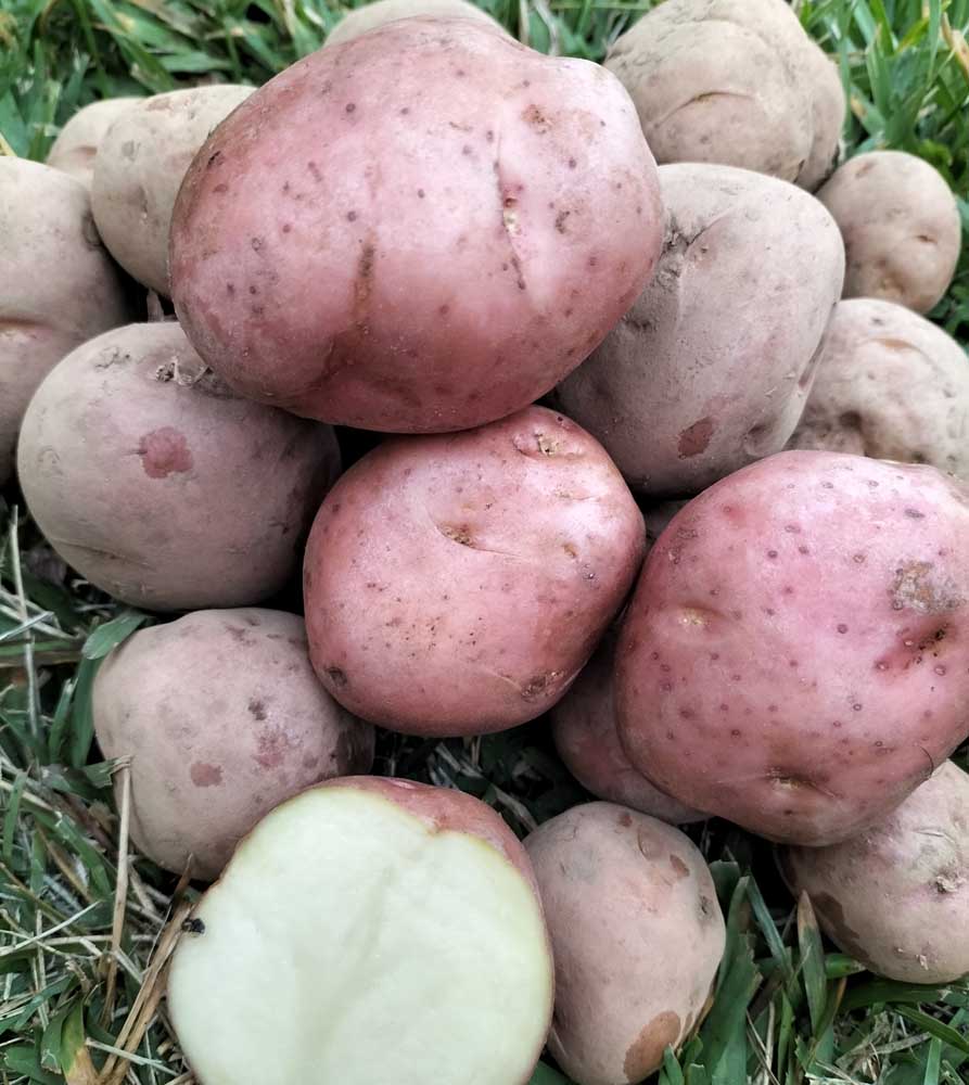 Rubygem Potatoes Seed Potatoes - Greenpatch Organic Seeds