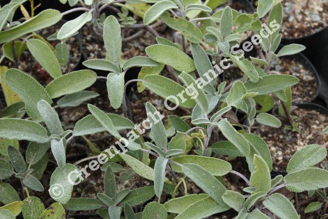 Sage Plants