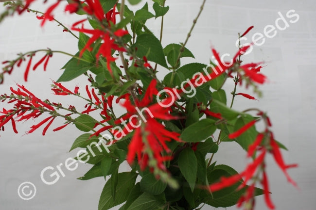 Sage - Pineapple Plant