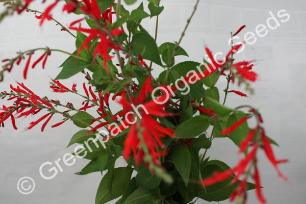 pineapple herb plant Sage - Pineapple Plant
