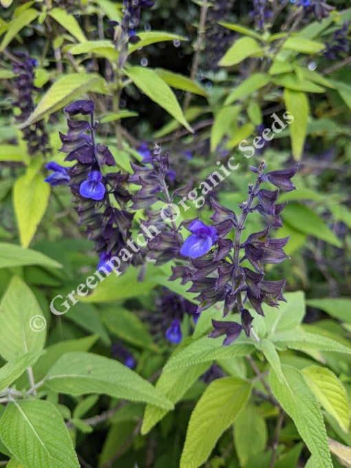 Salvia - Anthony Parker