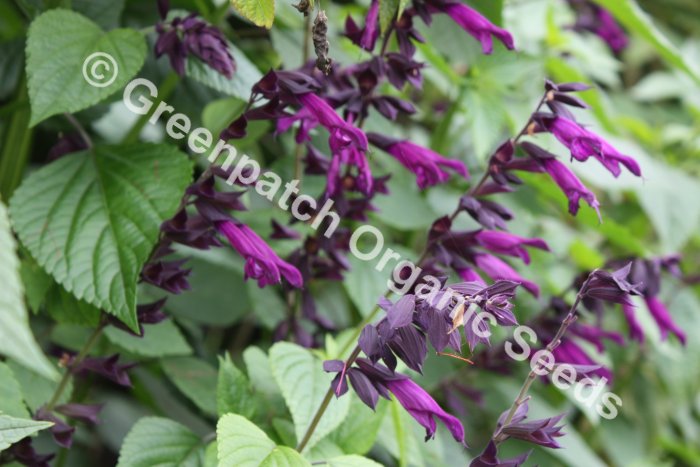 Salvia - Dark Knight