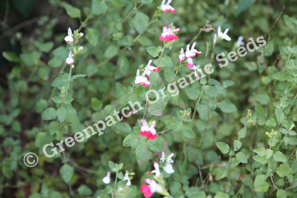 hot lips plant seeds Salvia Hot Lips Plants