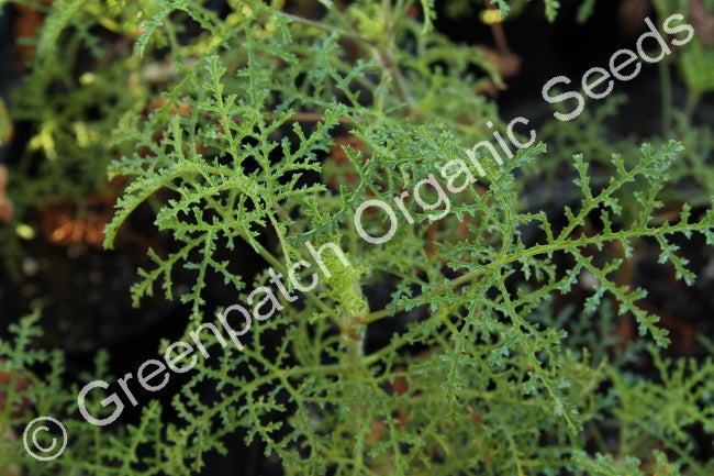 Geranium Scented - Fernleaf Plant