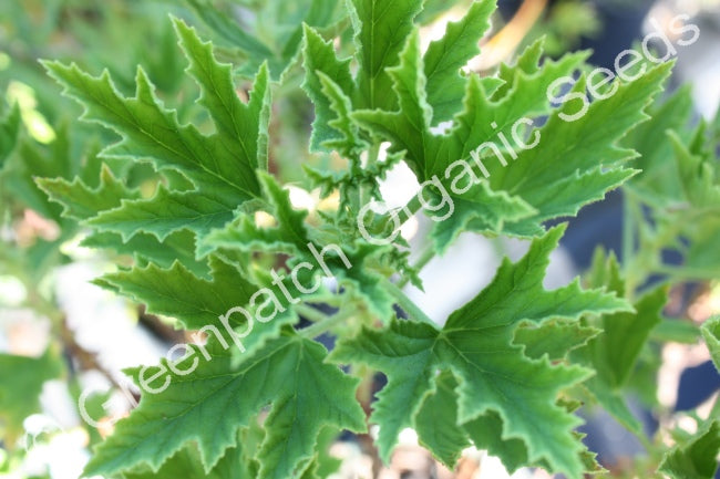 Geranium Scented - Mabel Grey Plant