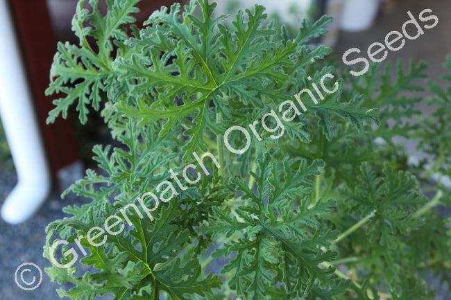 Plants Scented Geraniums