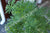 Plants Scented Geraniums