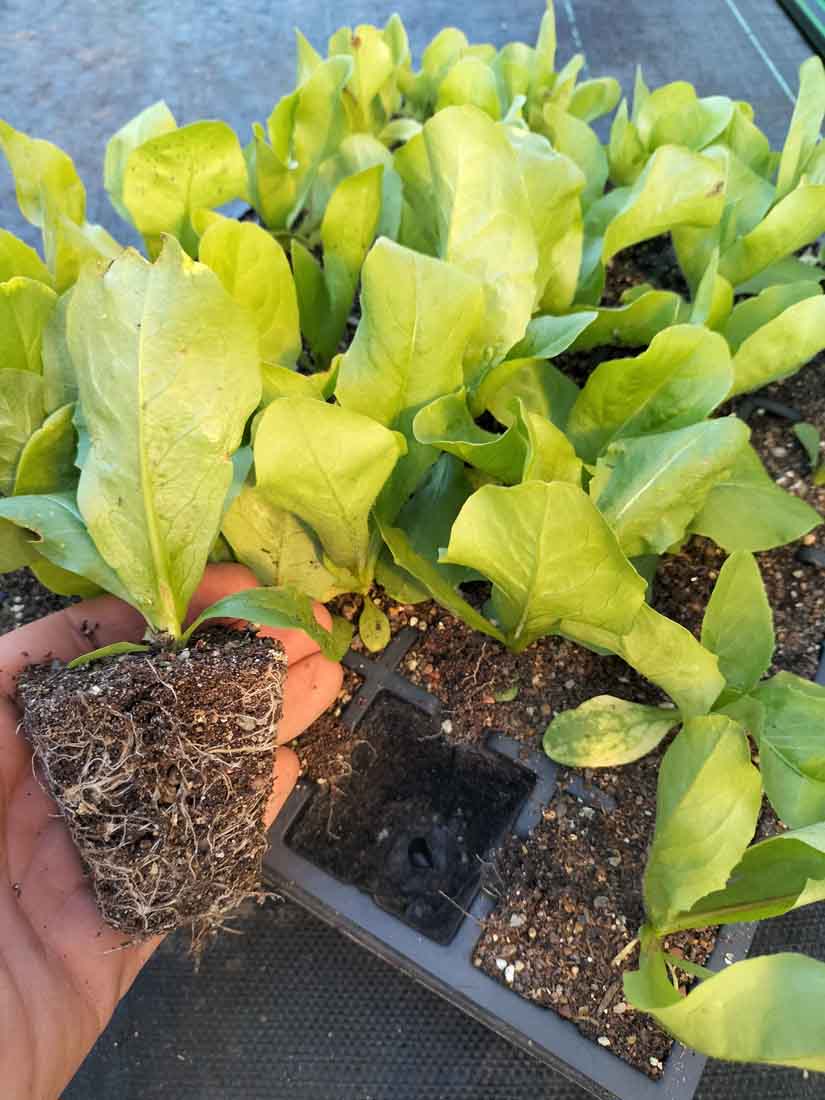 30 Cell Seedling Tray Market Gardener