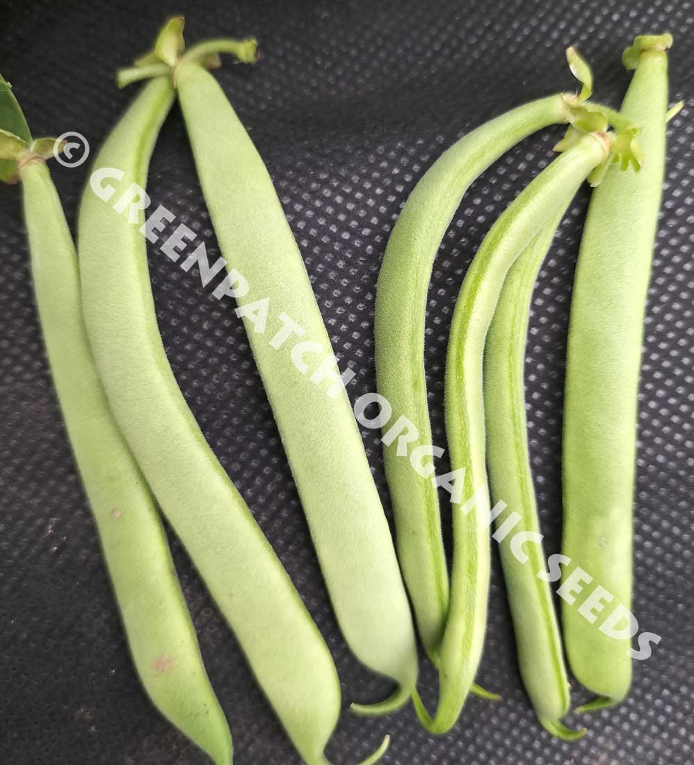 Bean Drought Resistant Semi Climber Seeds