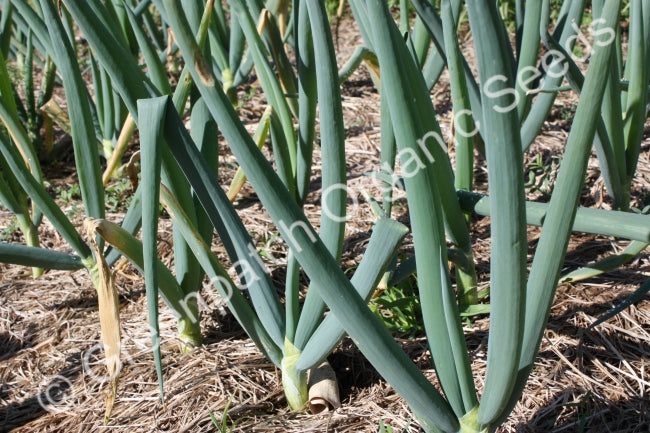 Shallot - Evergreen Bunching Nebuka