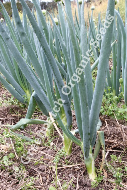 Shallot - Evergreen Bunching Nebuka