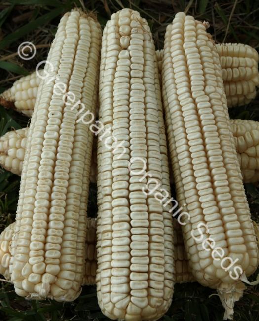 Corn Maize - Silvermine