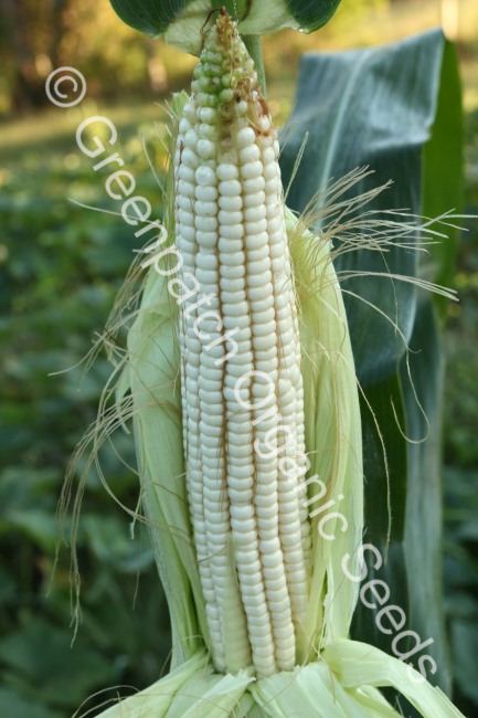 Corn Maize - Silvermine