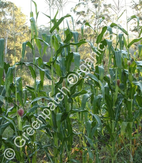 Corn Maize - Silvermine