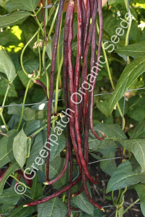 snake beans plant Buy Red Noodle Snake Bean Seeds