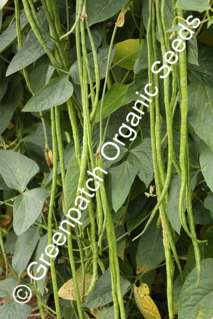 Bean Climbing - Snake Brown