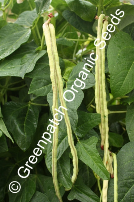 Bean Climbing - Snake Black